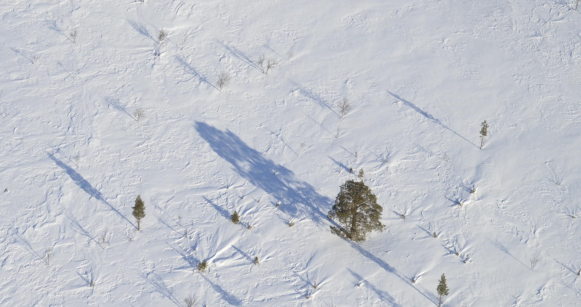 Tässä kuvasta tulee mieleen neljäntuulenhattu, kun puiden juurella näkyy miten tuuli on kinostanut lunta monesta suunnasta.